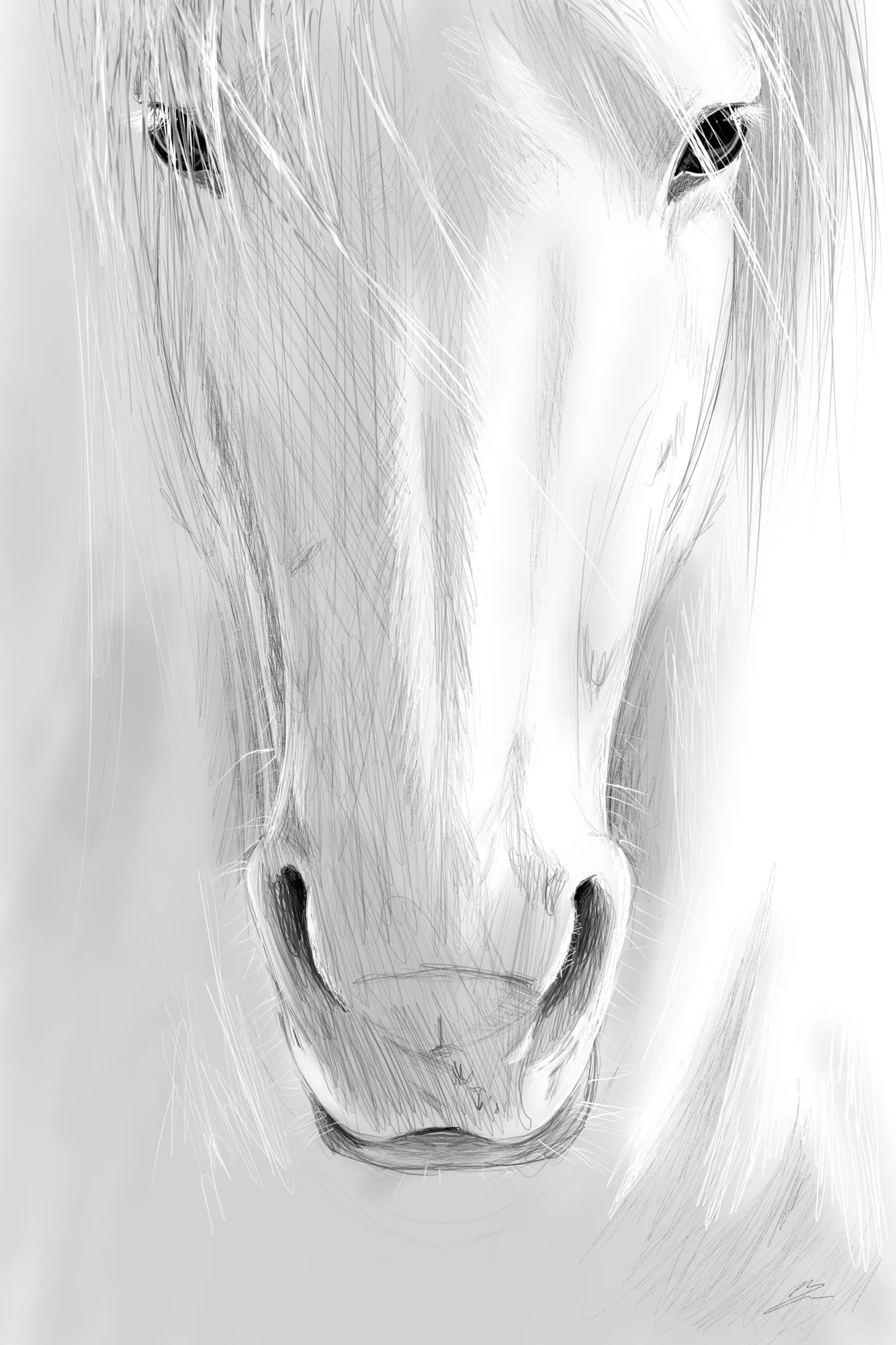 Tête de cheval blanc de face en hachures grises, yeux et naseaux noirs, fond blanc., monté en caisse américaine