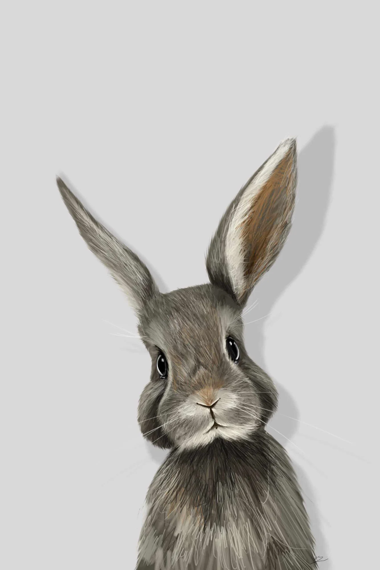 Lapin gris en buste, tête droite, une oreille dressée et l'autre de travers, fond gris clair., monté en caisse américaine