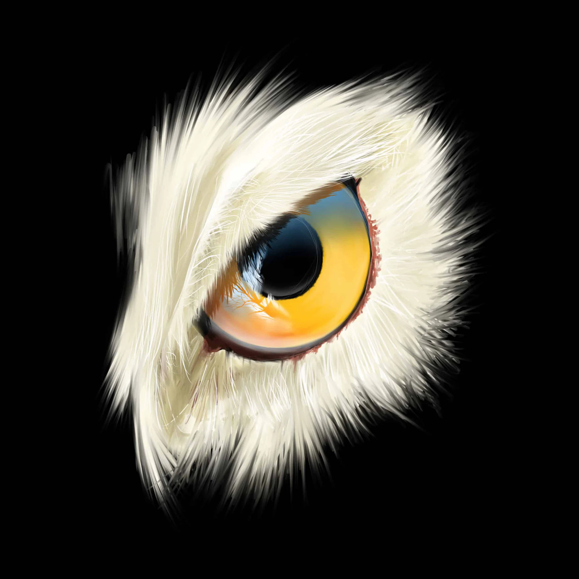Œil de chouette blanche, iris jaune et orange, pupille ronde, plumes duveteuses, fond noir., monté en caisse américaine