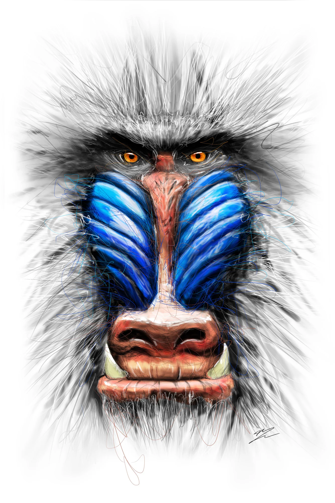 Mandrill de face, museau bleu strié, nez rouge, yeux orange, crocs visibles, crinière grise, fond blanc., monté en caisse américaine