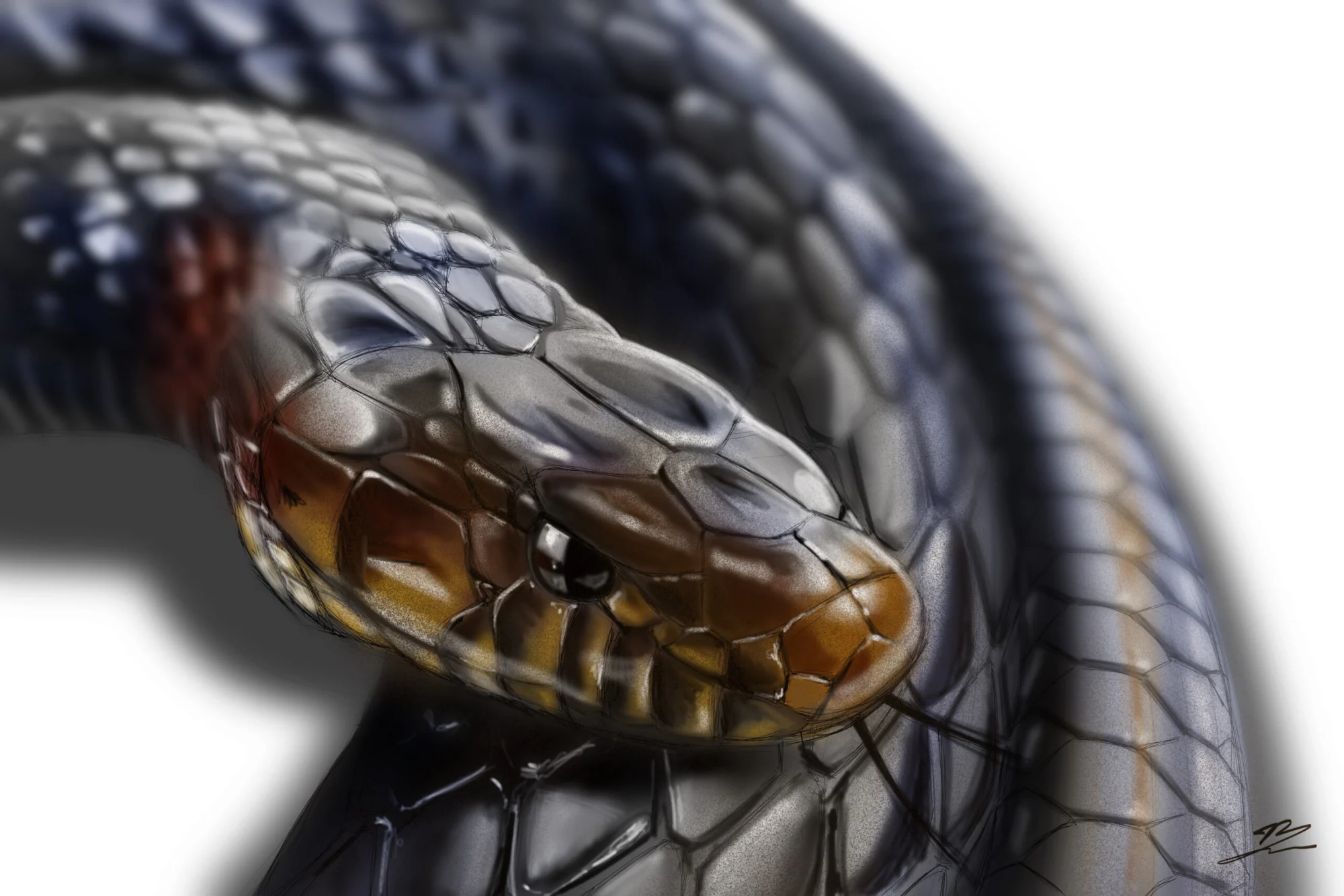 Serpent indigo (Drymarchon couperi) lové, tête ambrée et œil noir au premier plan, fond blanc., monté en caisse américaine