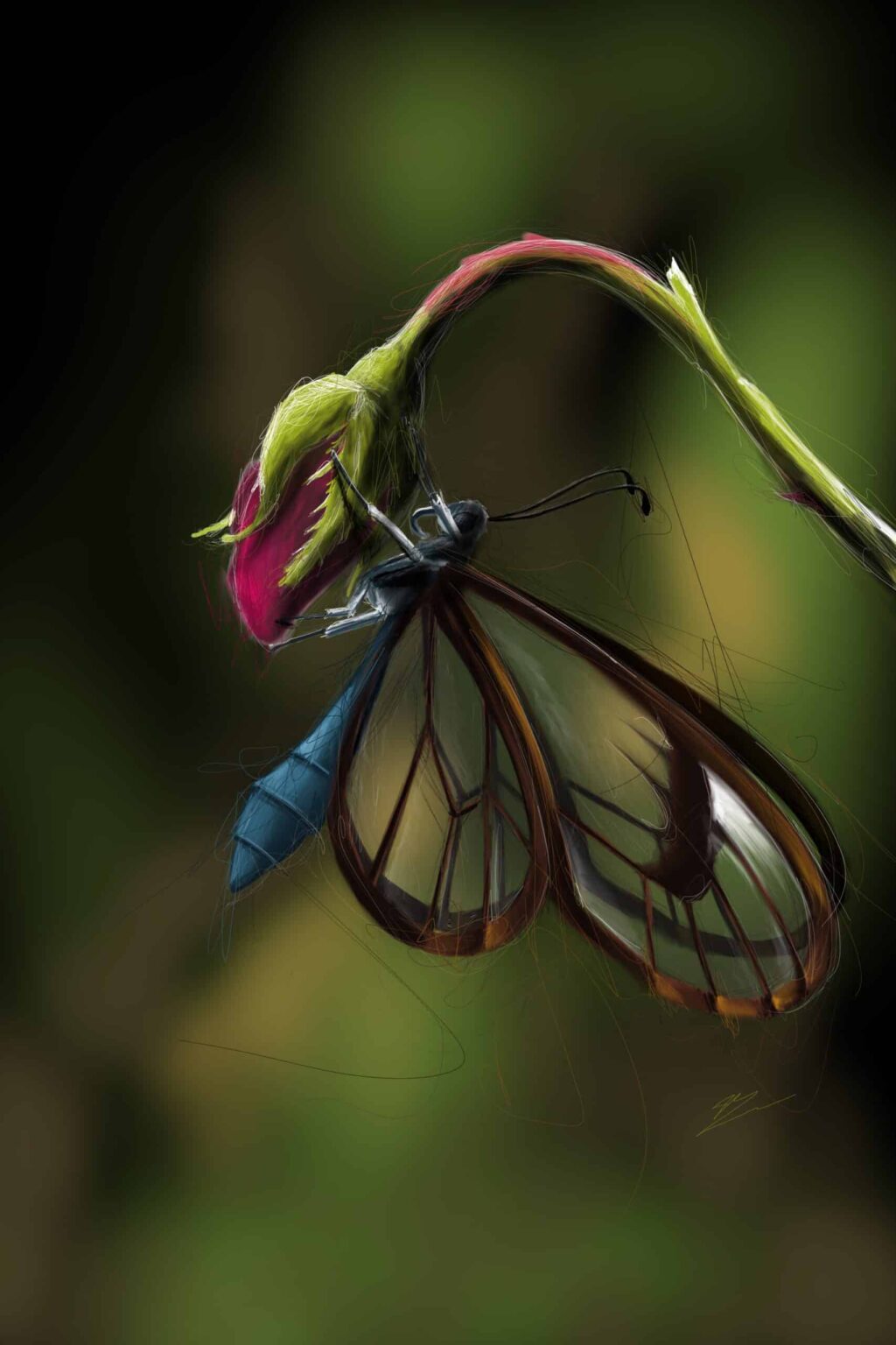 Papillon aux ailes transparentes veinées de brun, corps bleu, accroché sous un bouton de rose fuchsia., monté en caisse américaine