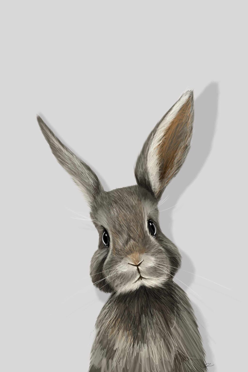 Lapin gris en buste, tête droite, une oreille dressée et l'autre de travers, fond gris clair.